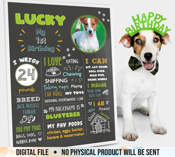 How Do I Board My Dog For The First Time