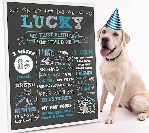 my dogs first birthday