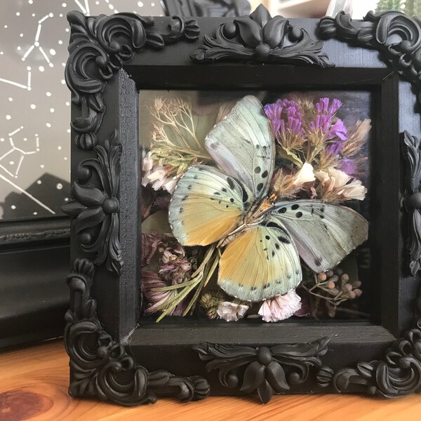 The Star - Real Taxidermy - Euphaedra Caerulescens Underside - Stunning Metallic Butterfly In Victorian Box Frame