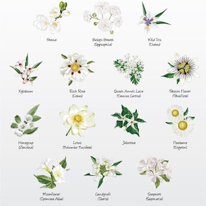 Set van vectorillustraties met bloemen (witte variëteit 1) (set van 14) / illustraties [Bestanden: png | EPS | pdf]