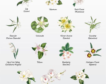 Florals (White Variety 4) Vector Illustration Pack (Set of 14) / Clip Art [Files: PNG | EPS | PDF]