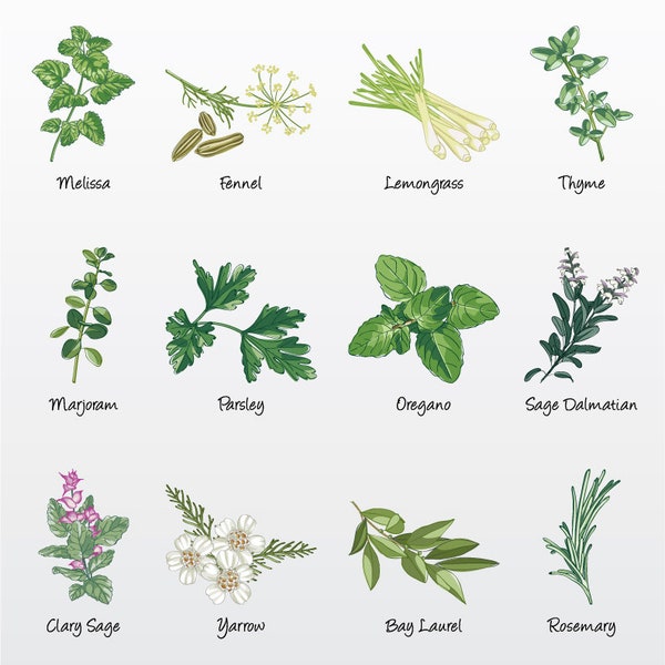 Essential Oils (Herbaceous) Vector Illustration Pack (Set of 12) / Clip Art [Files: PNG | EPS | PDF]