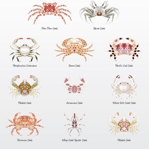 Pack d'illustrations vectorielles de crabes blanc/beige/havane (Lot de 11) / Images clipart [fichiers : PNG | BPA | PDF]