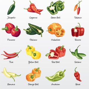 Paprika Vektor-Illustrations-Pack (Set von 16) / Clip Art [Dateien: PNG | EPS | PDF]