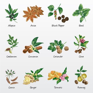 May include: Illustration of 12 essential oils with their names: Allspice, Anise, Black Pepper, Basil, Cardamom, Cinnamon, Coriander, Clove, Cumin, Ginger, Turmeric, and Nutmeg. The image is in a vector format and is part of a vector pack.