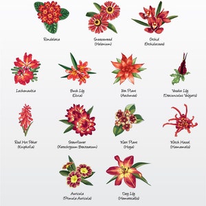Vectorillustratiepakket bloemen (rode variëteit 3) (set van 13) / illustraties [Bestanden: png | EPS | pdf]