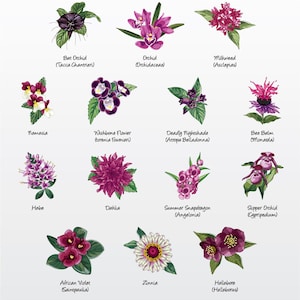 Zestaw ilustracji wektorowych Florals (odmiana fioletowa 2) (zestaw 14) / Clip Art [Pliki: PNG | EPS | PDF]