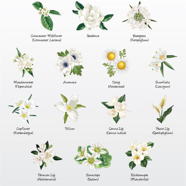 Florals (White Variety 3) Vector Illustration Pack (Set of 14) / Clip Art [Files: PNG | EPS | PDF]