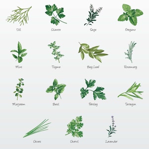 Kitchen Herbs Vector Illustration Pack (Set of 15) / Clip Art [Files: PNG | EPS | PDF]