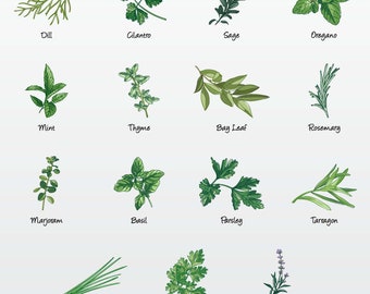 Kitchen Herbs Vector Illustration Pack (Set of 15) / Clip Art [Files: PNG | EPS | PDF]