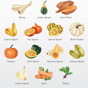 Paquete de ilustraciones vectoriales de verduras de otoño (juego de 14) / Clip Art [Archivos: PNG / EPS / PDF]