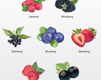 Berries Vector Illustration Pack (Set of 7) / Clip Art  [Files: PNG | EPS | PDF]
