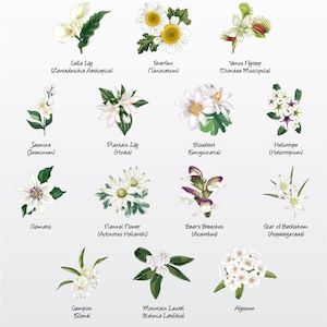 May include: An illustration of white flowers with their botanical names and common names. The flowers are arranged in a grid pattern on a light grey background. The title "Florals - White Variety II Vector Pack" is at the bottom of the image.
