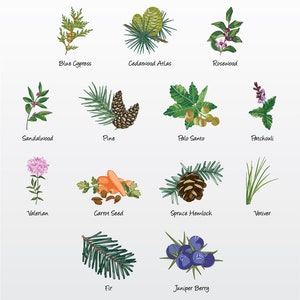 Puede incluir: Ilustración gráfica de aceites esenciales, tema "Amaderado/Terroso". La imagen presenta dibujos detallados de plantas, incluyendo Ciprés Azul, Cedro Atlas, Palo de Rosa, Sándalo, Pino, Palo Santo, Pachulí, Valeriana, Semilla de Zanahoria, Hemlock, Vetiver, Abeto y Baya de Enebro.