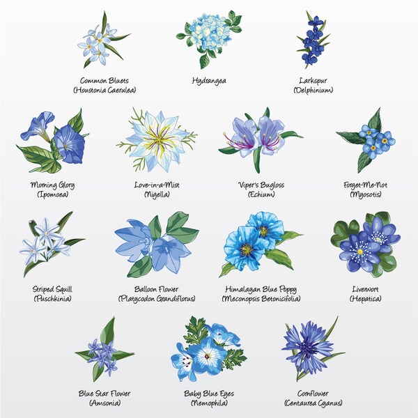 Florals (Blue Variety 1) Vector Illustration Pack (Set of 14) / Clip Art [Files: PNG | EPS | PDF]