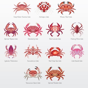 Red Crabs Vector Illustration Pack (Set of 13) / Clip Art [Files: PNG | EPS | PDF]