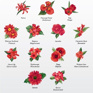 Pack d'illustrations vectorielles de fleurs (rouge, variété 2) (lot de 13) / clipart [fichiers : PNG | BPA | PDF]