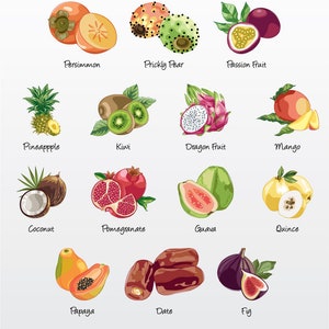 Paquete de ilustraciones vectoriales de frutas exóticas (juego de 14) / Clip Art [Archivos: PNG / EPS / PDF]
