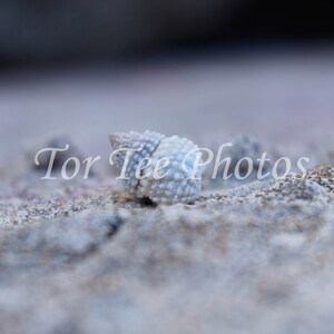 Canvas, Metal, or Standout Print: Snail at the Beach