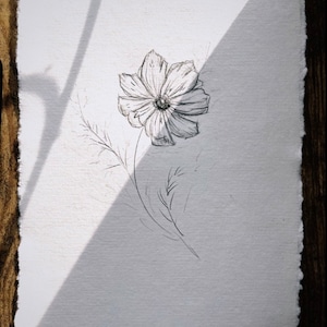 Cosmos Flower