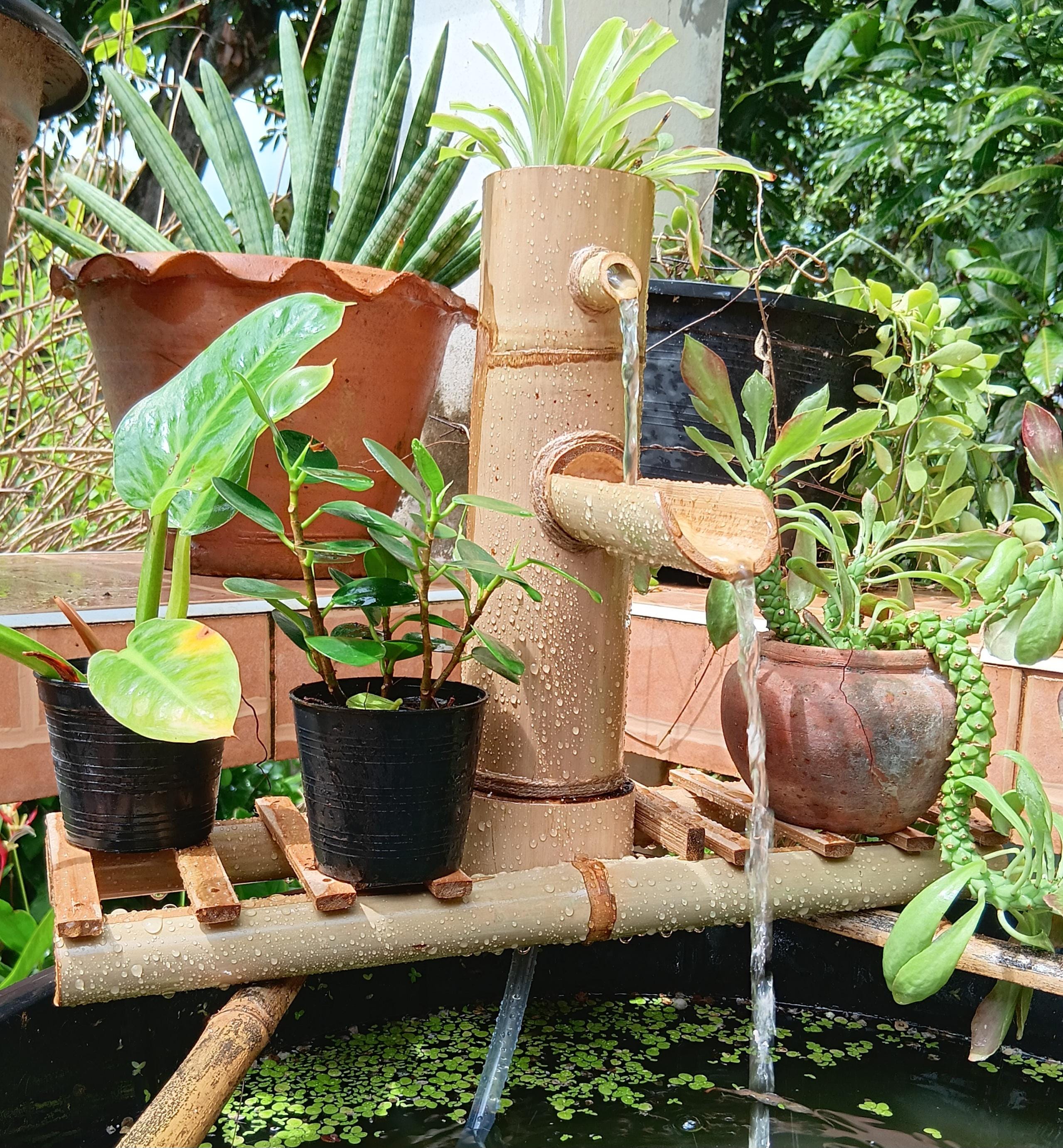 bambus dracena Bambus-Drachenbaum | Dracaena surculosa main image 0