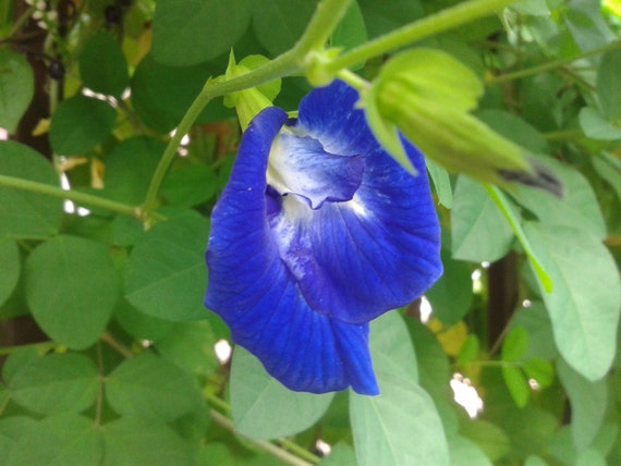 Clitoria ternatea Blue Butterfly Pea Seeds NEW Harvest Stunning Blue Flowers!