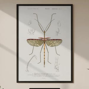 May include: A framed vintage insect illustration in a black frame. The artwork features a detailed drawing of a stick insect with its wings spread, showcasing intricate details. The artwork is displayed above a wooden desk with a laptop and other office supplies.