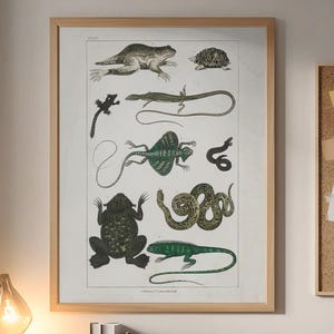 Op de afbeelding: Een ingelijste vintage botanische prent met illustraties van verschillende reptielen en amfibieën. Het kunstwerk wordt weergegeven op een houten bureau met een laptop, boeken en een bureaulamp. Een prikbord met plaknotities is zichtbaar.
