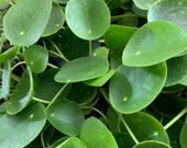 Pilea Peperomioides Chinese Money Plant Pancake Plant