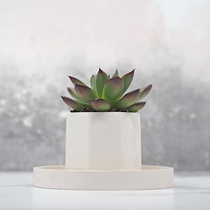 May include: A green succulent with red-tipped leaves in a white, geometric planter with a matching saucer. The plant is set against a soft, blurred grey and white background, creating a minimalist aesthetic. The planter is approximately 10 cm in height.