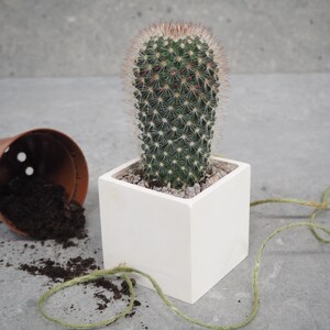 May include: A green cactus with white spines in a square white pot. The pot sits on a grey surface with a brown overturned pot and soil. A green twine is next to the pot.