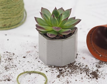 Octagonal Concrete Mini Pot, Succulent Planter, Concrete Vase, Cactus Planter, New Home Gift, Small Planter, Small Plant Pot, Small Pot