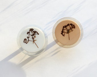 Winter plants in grey and brown furniture knobs - with Galium aparine plant