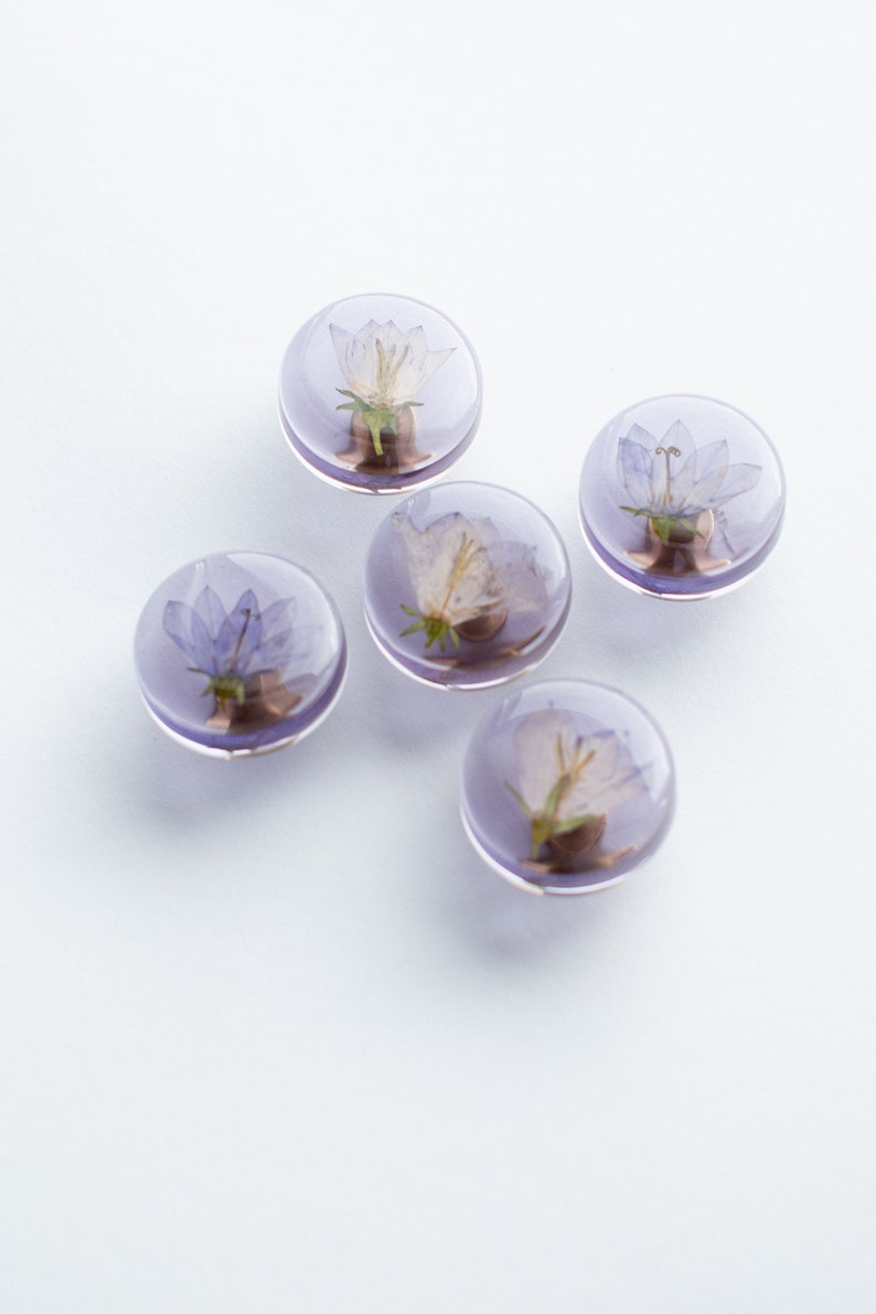 Set of 5 Purple see-through colored furniture knobs with real Bluebell flowers, minimalistic modern, clear pulls image 2