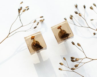 Lot de 2 - Champignons dans des boutons d'armoire transparents brunâtres, dimensions d'un cube, boutons de table de chevet, décoration d'intérieur, poignée de meuble, cadeau de pendaison de crémaillère