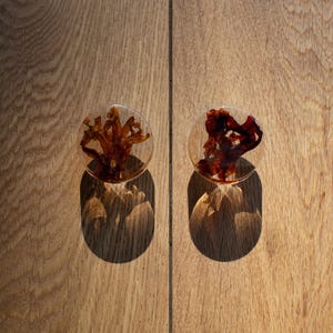 Op de afbeelding: Twee heldere, ronde kastknoppen met gedroogd, roodbruin organisch materiaal erin. De knoppen zijn gemonteerd op een lichtbruin houten oppervlak en werpen schaduwen. De knoppen zijn een uniek decoratief element.