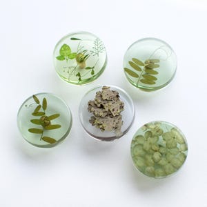 May include: Five circular resin knobs featuring embedded botanical elements. Four knobs contain green pressed leaves and stems in a light green tint, while the center knob displays a textured, greyish-brown lichen specimen.