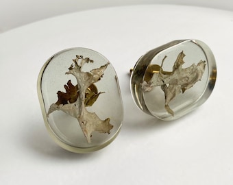 A pair of Iceland moss in see-through brownish/grey furniture knob - Cetraria islandica