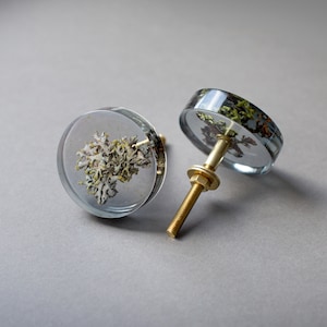 Élégant bouton de meuble sculptural gris transparent avec de la vraie mousse d'écorce d'arbre séchée