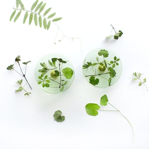Könnte beinhalten: Zwei runde, transparente Harzknöpfe mit eingebetteten grünen Blättern und einem goldenen Knopf in der Mitte.