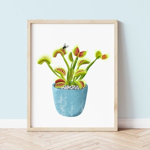 Venus Fly Trap Art Print, Botanical Prints, Houseplant Art Print, Houseplant Wall Art, House Plant Illustrated Art Print, Plant Lovers Gift