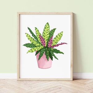 Rattlesnake Plant Art Print, Botanical Prints, Houseplant Home Decor, Houseplant Wall Art, Illustrated Houseplants, Plant Lover Gift