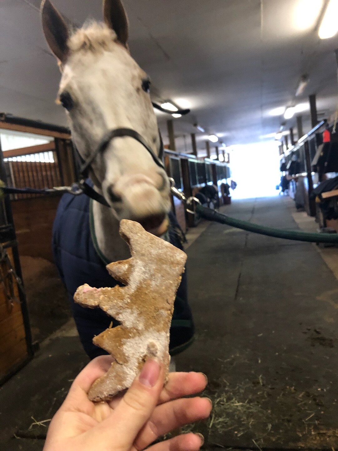 Bits of Love Horse Treats Etsy