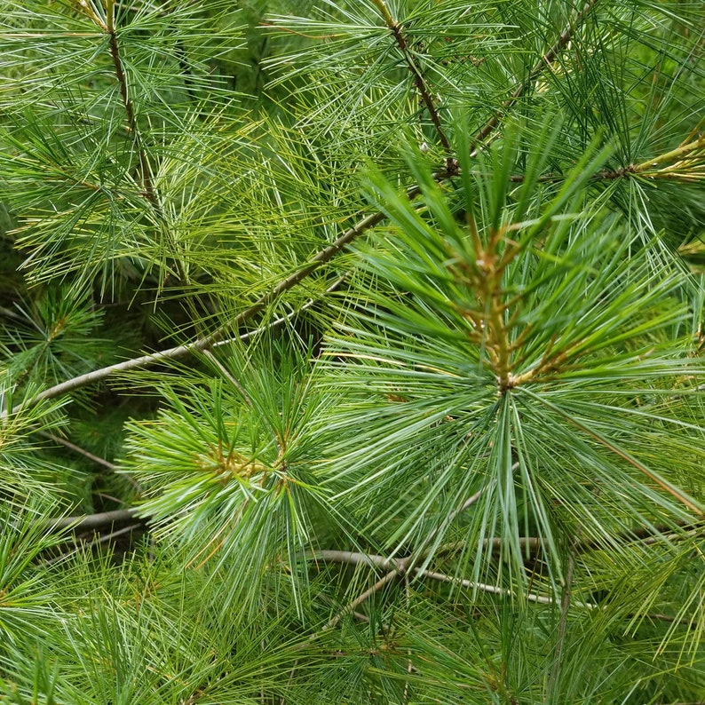 100 Organic Fresh Harvested Eastern White Pine Needles 1/4 Pound