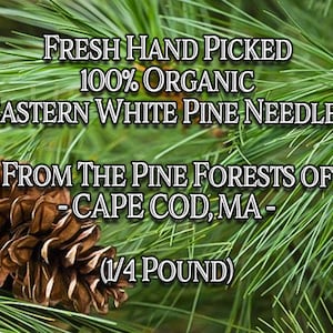 100% Organic Fresh Harvested Eastern White Pine Needles 1/4 Pound Natural Tea Wild Suramin Shikimic Acid