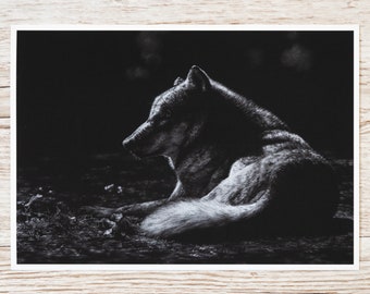 Eurasian Wolf - Art Print - A4