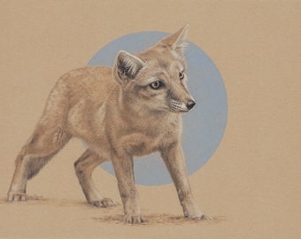 Steppenfuchs - Original drawing - 9 x 12 inch - Colored pencil