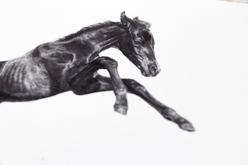 Horse drawing art print pencil A4 image 3