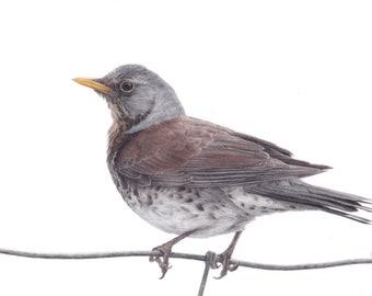 Fieldfare - Original drawing - A4 - Unique - Bird