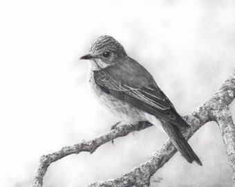 Spotted flycatcher - original drawing - pencil A4 - unique